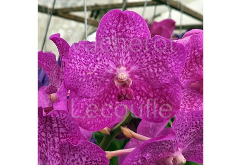 Vanda Nitaya Rosy