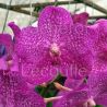 Vanda Nitaya Rosy