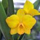 Cattleya Faikon Ball (Ctt.)