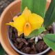 Cattleya Faikon Ball (Ctt.)