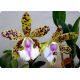Cattleya (Endless Summer x Thospol Spot)