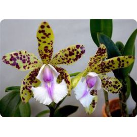 Cattleya (Endless Summer x Thospol Spot)