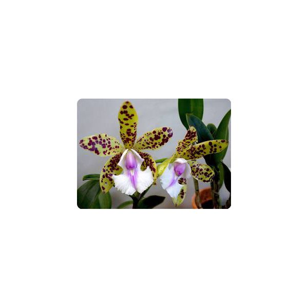 Cattleya (Endless Summer x Thospol Spot)