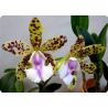 Cattleya (Endless Summer x Thospol Spot)