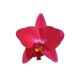 Cattleya Ability Red 'Sunset Memory' (Rlc.)