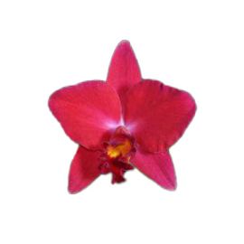 Cattleya Ability Red 'Sunset Memory' (Rlc.)