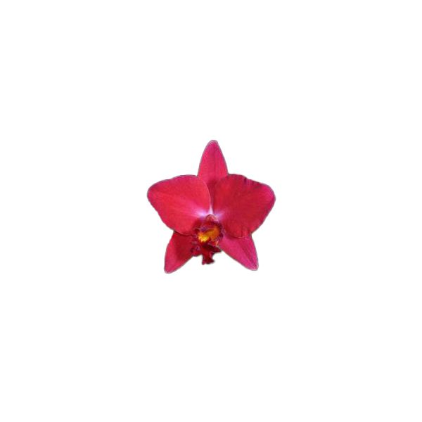 Cattleya Ability Red 'Sunset Memory' (Rlc.)