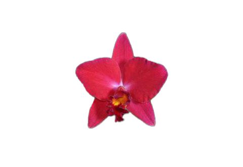 Cattleya Ability Red 'Sunset Memory' (Rlc.)