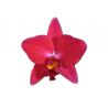 Cattleya Ability Red 'Sunset Memory' (Rlc.)