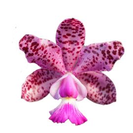 copy ofCattleya (Endless Summer x Thospol Spot)