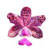Cattleya Brabantiae 'Banderantes' SM/JOGA