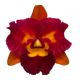 Cattleya Chief Autumn Valley (Rlc.)