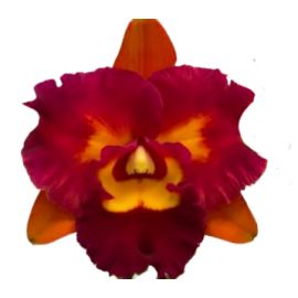 Cattleya Chief Autumn Valley (Rlc.)