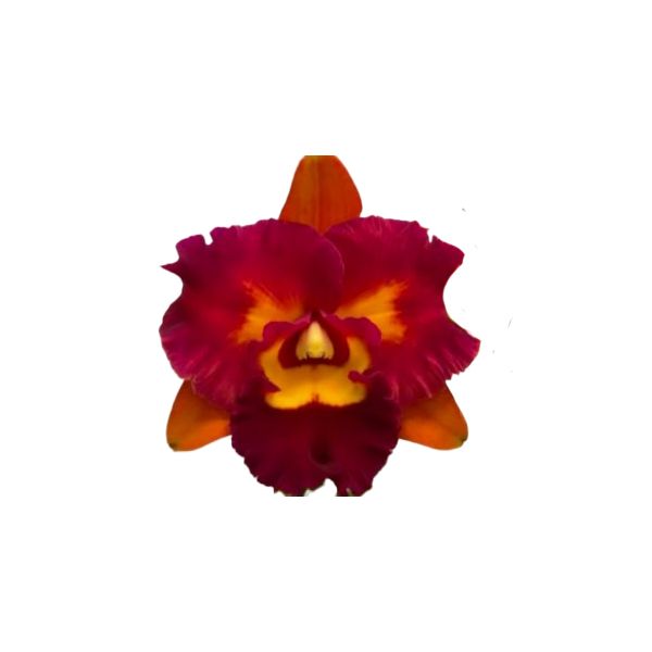 Cattleya Chief Autumn Valley (Rlc.)