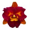 Cattleya Chief Autumn Valley (Rlc.)