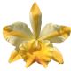 Cattleya Miss Thailand 'Amanda' (Rlc.)