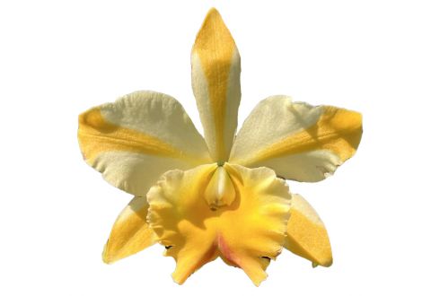 Cattleya Miss Thailand 'Amanda' (Rlc.)