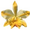 Cattleya Miss Thailand 'Amanda' (Rlc.)