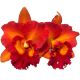 Cattleya Shinaphat on Fire (Rlc.)
