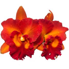 Cattleya Shinaphat on Fire (Rlc.)