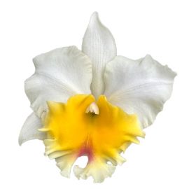 Cattleya Siam Paradise 'Golden Lip (Rlc.)