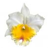Cattleya Siam Paradise 'Golden Lip (Rlc.)