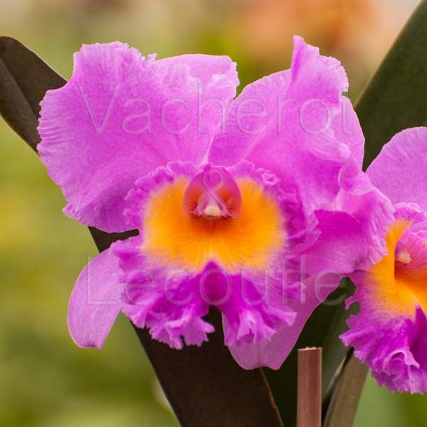 Cattleya Triumphal Coronation 'Spring Beauty' (Rlc.)