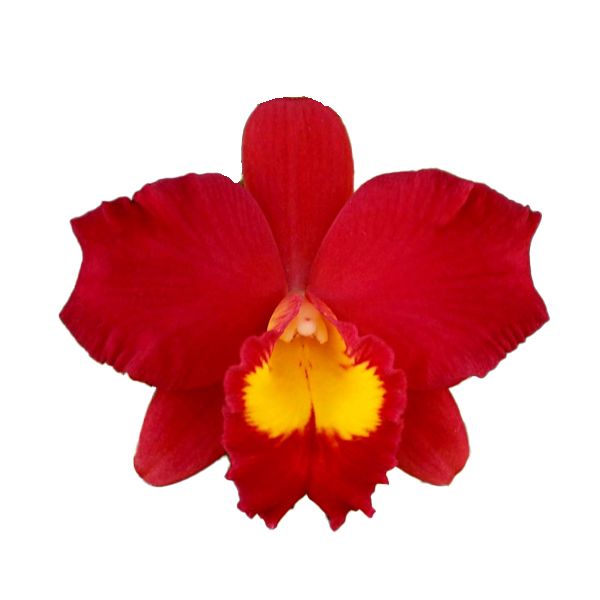 Cattleya Wendy's Valentine 'June'