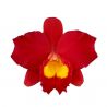 Cattleya Wendy's Valentine 'June'