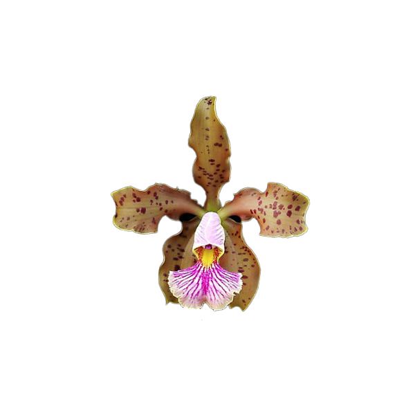 Cattleya x Frankeana