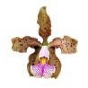 Cattleya x Frankeana