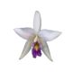 copy ofLaelia anceps var. veitchiana