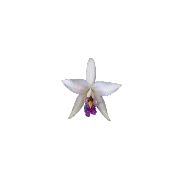 copy ofLaelia anceps var. veitchiana