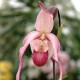 Fiche de culture de l'orchidée PHRAGMIPEDIUM