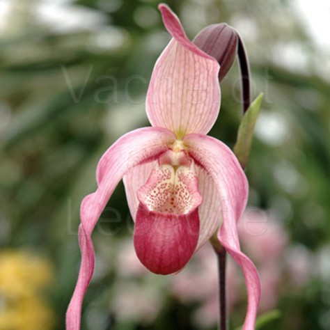 Fiche de culture de l'orchidée PHRAGMIPEDIUM
