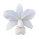 Cattleya violacea var. alba