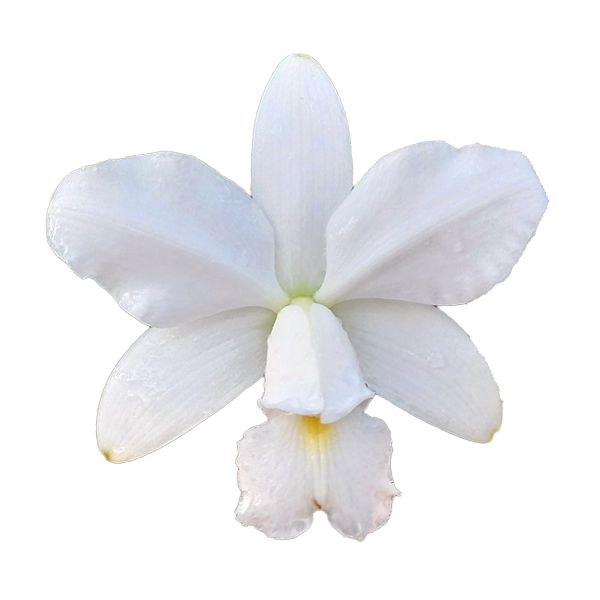Cattleya violacea var. alba
