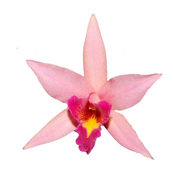 Cattleya Santa Barbara Sunset 'Showtime' HCC/AOS (Lc.)