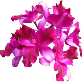 Cattleya Tristar Bouquet