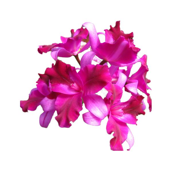 Cattleya Tristar Bouquet