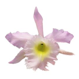 Cattleya Duh's White 'Peppa Pig' (Bc.)