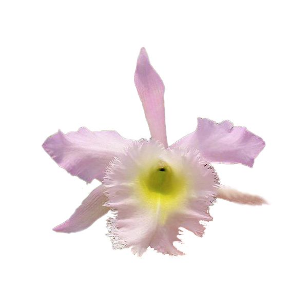 Cattleya Duh's White 'Peppa Pig' (Bc.)