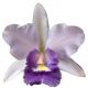 Cattleya Final Blue 'Royal Purple' BM/JOGA(Ctt.)