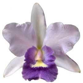 Cattleya Final Blue 'Royal Purple' BM/JOGA(Ctt.)