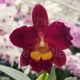 Cattleya Wendy's Valentine 'June'