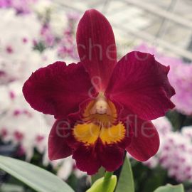 Cattleya Wendy's Valentine 'June'