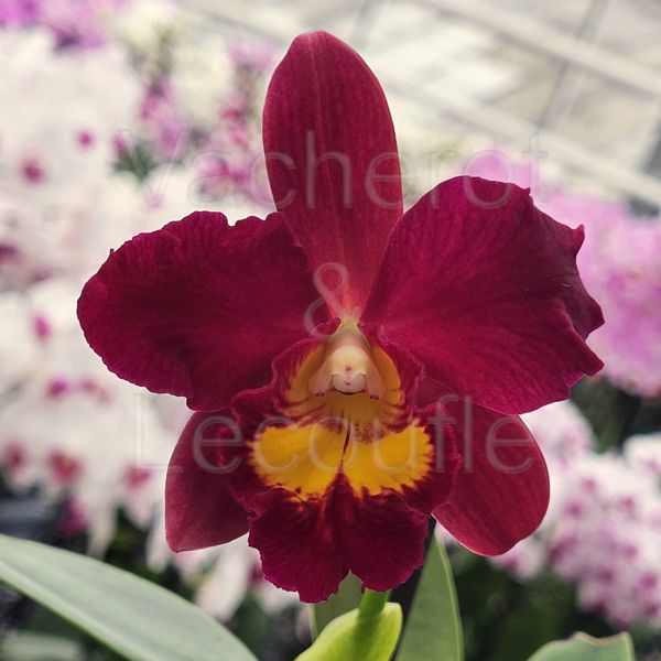 Cattleya Wendy's Valentine 'June'