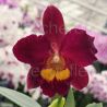 Cattleya Wendy's Valentine 'June'
