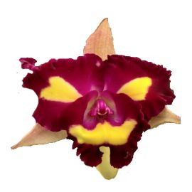 Cattleya Lady Gaga 'Poker Face' (Rlc.)