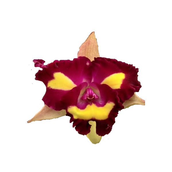 Cattleya Lady Gaga 'Poker Face' (Rlc.)